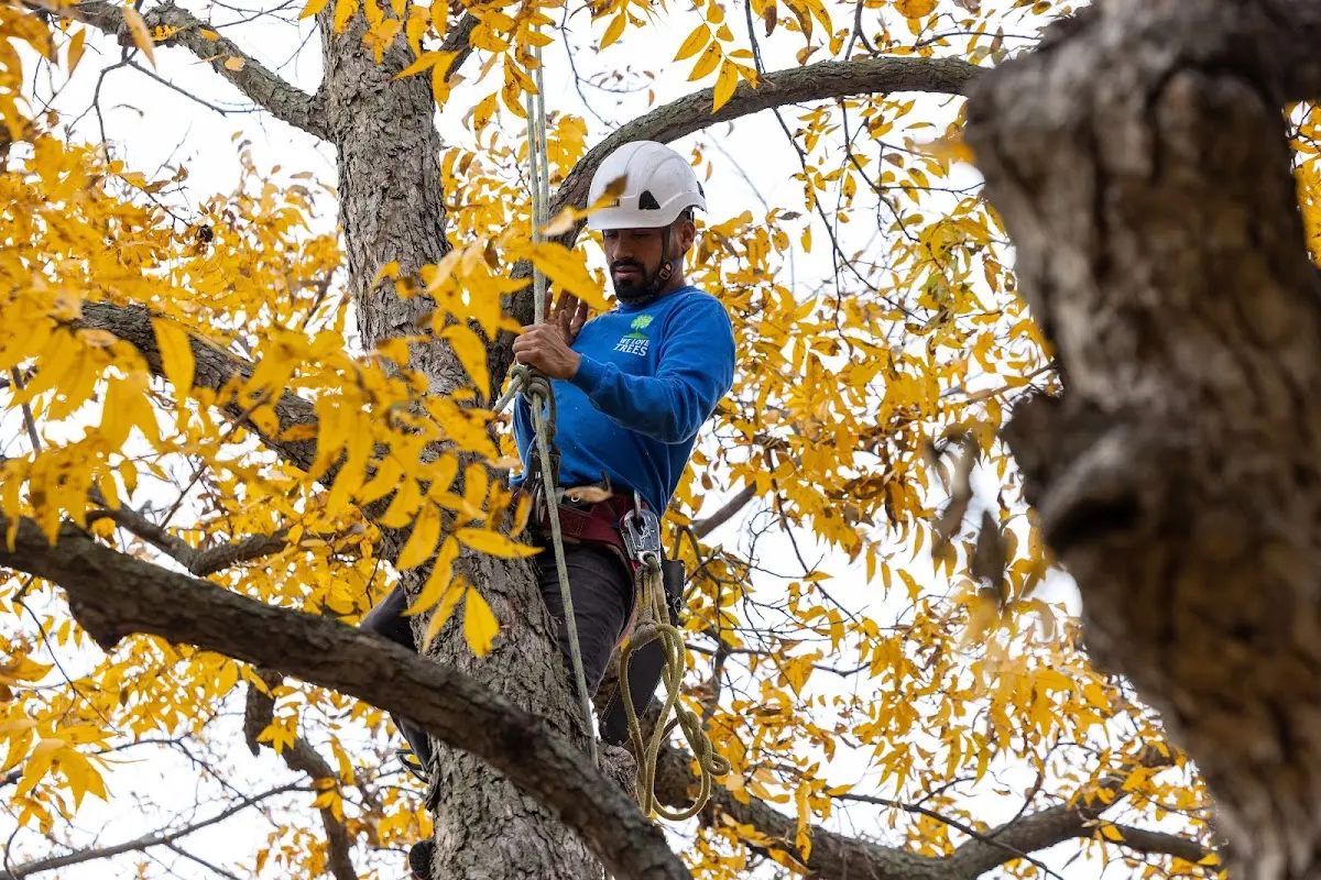 Skilled Tree Pruning crew working in Gautier